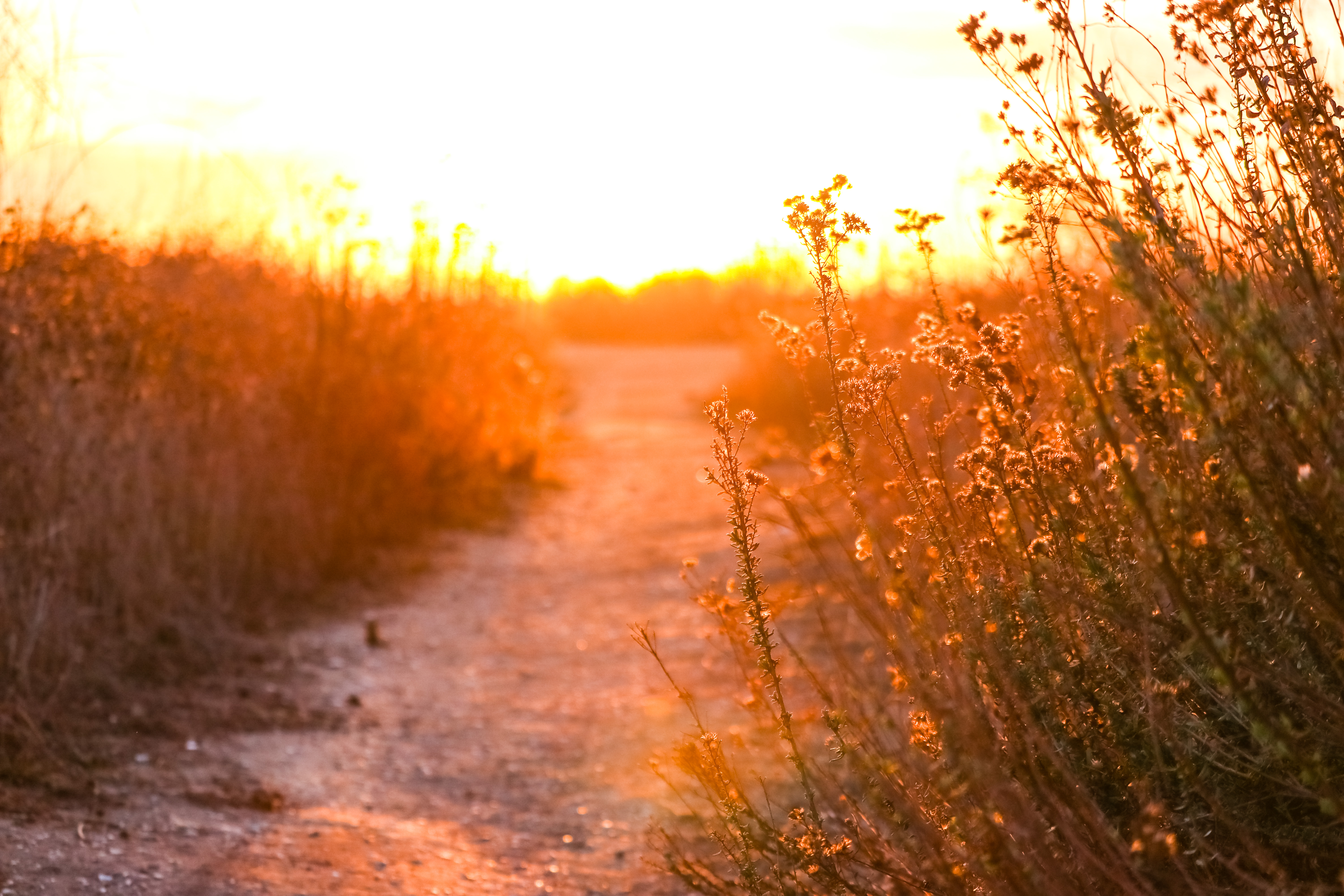 Sun Light
