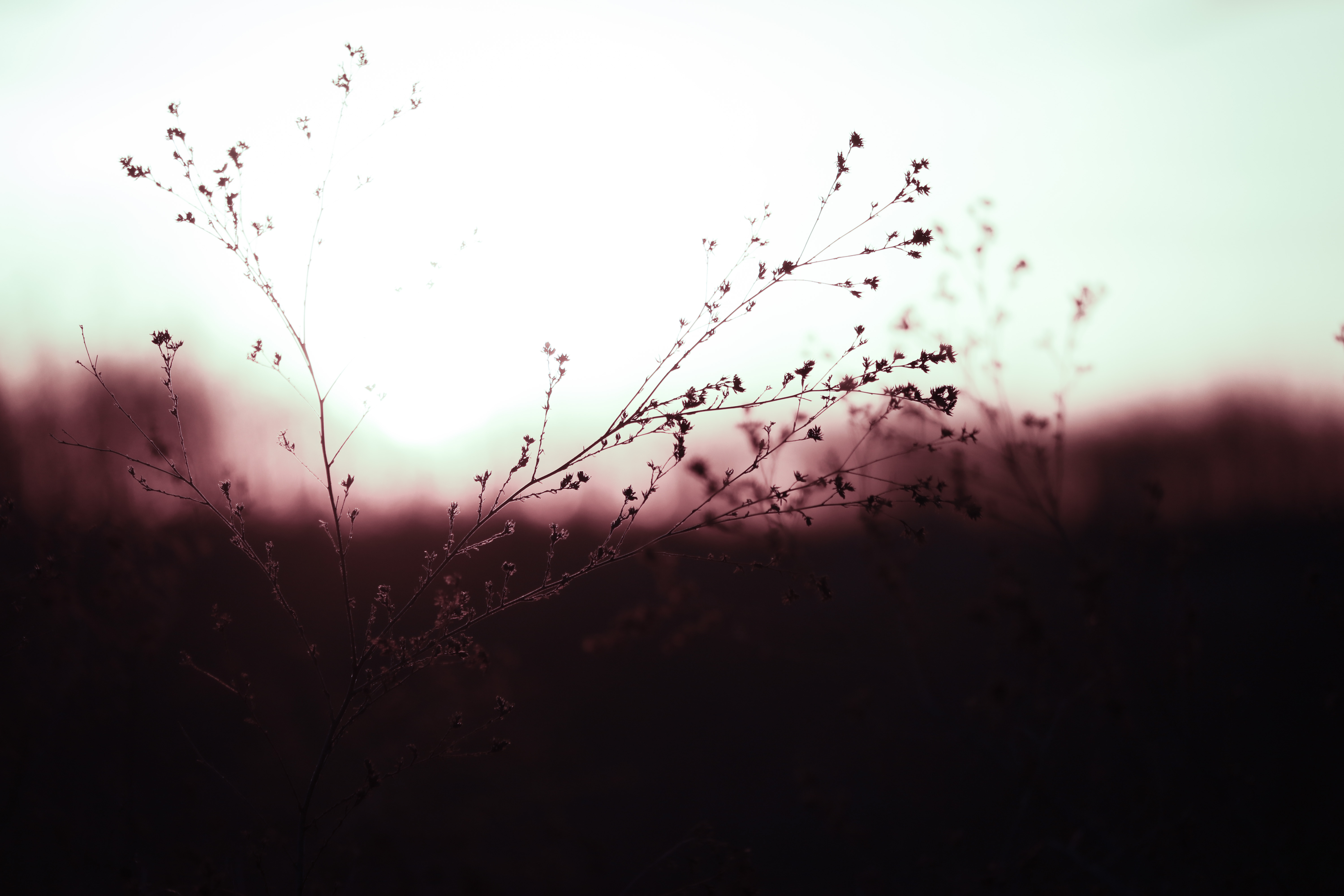 Paths