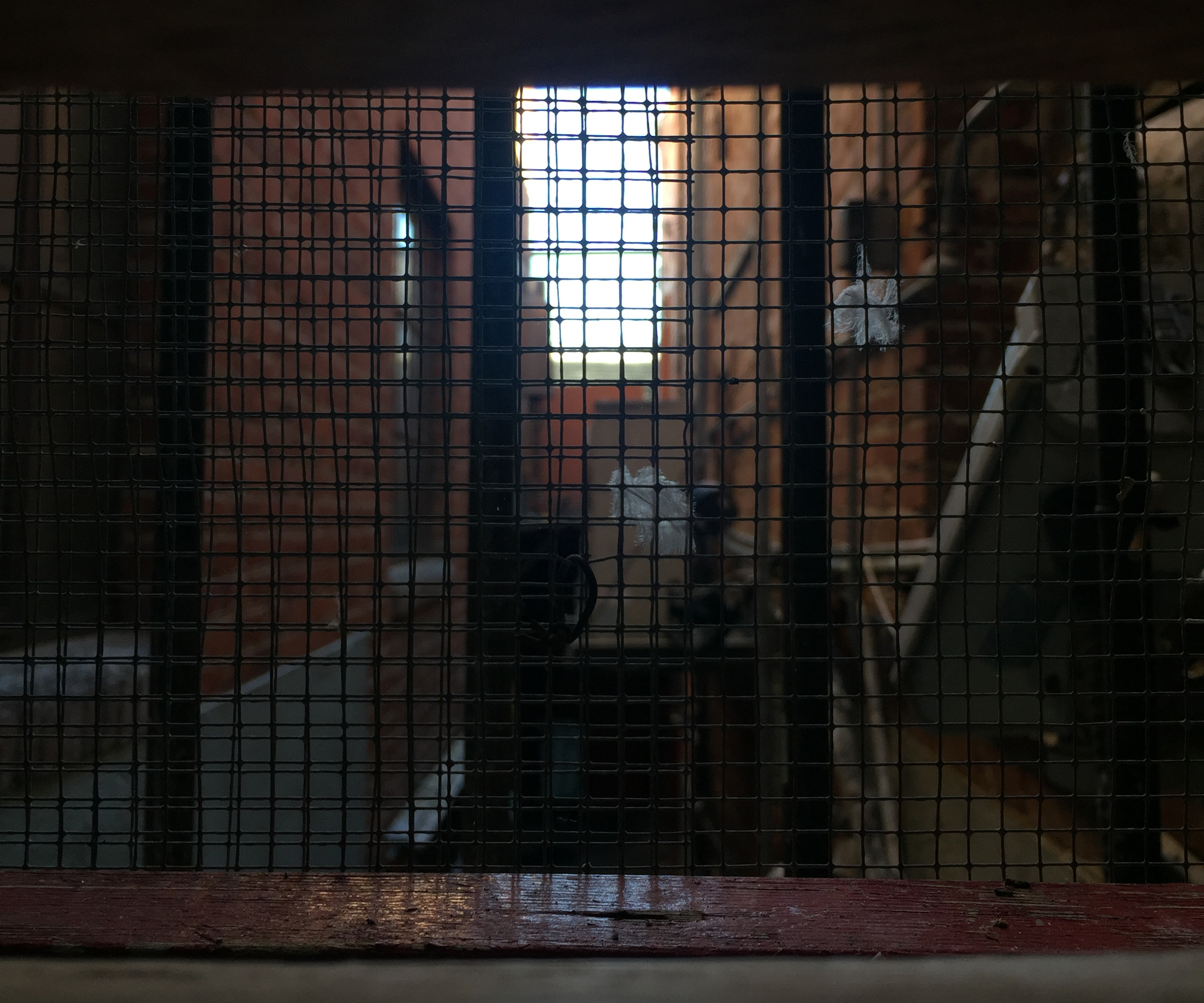 Chicken Wire Hell