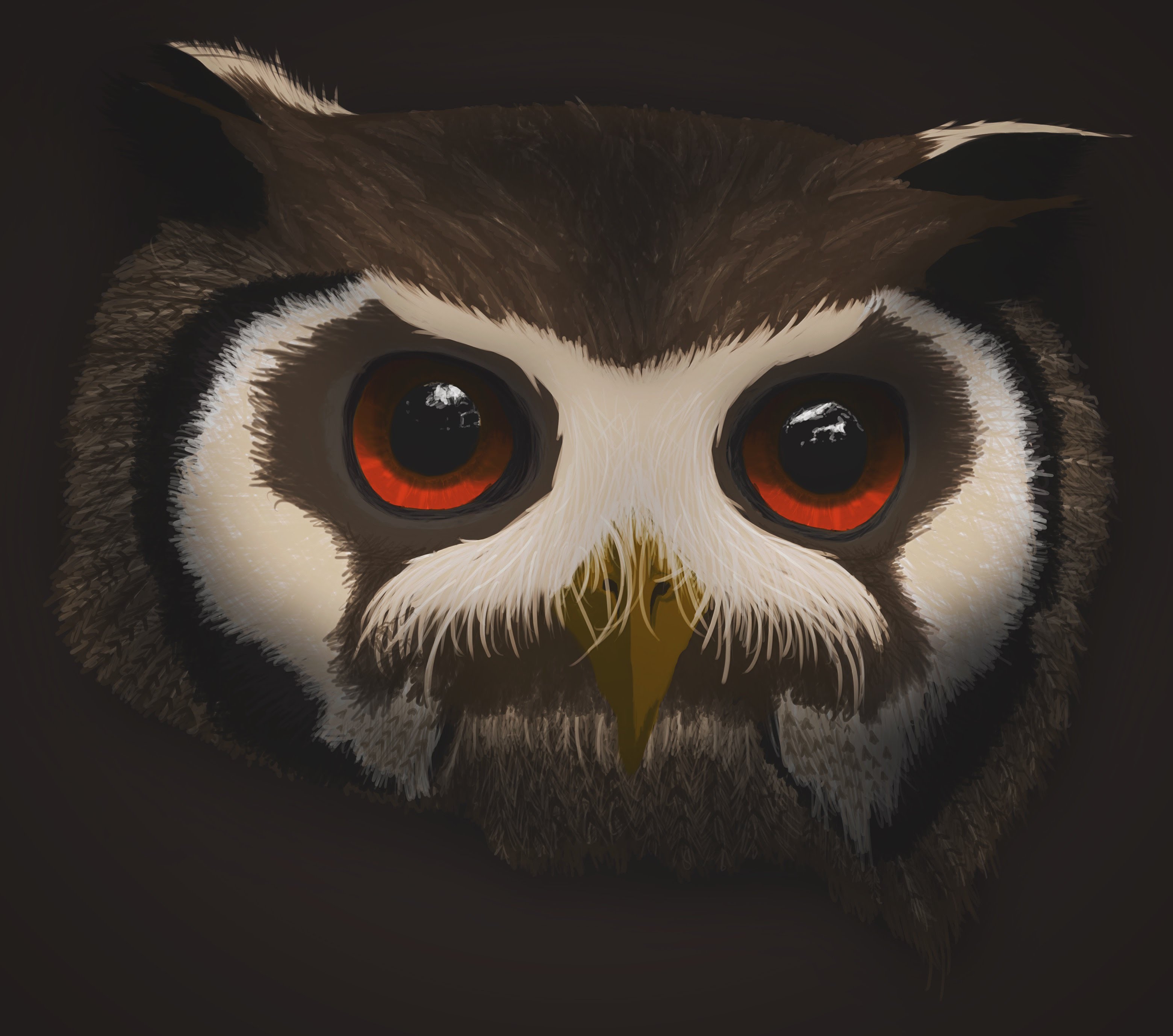 Owl Closeup